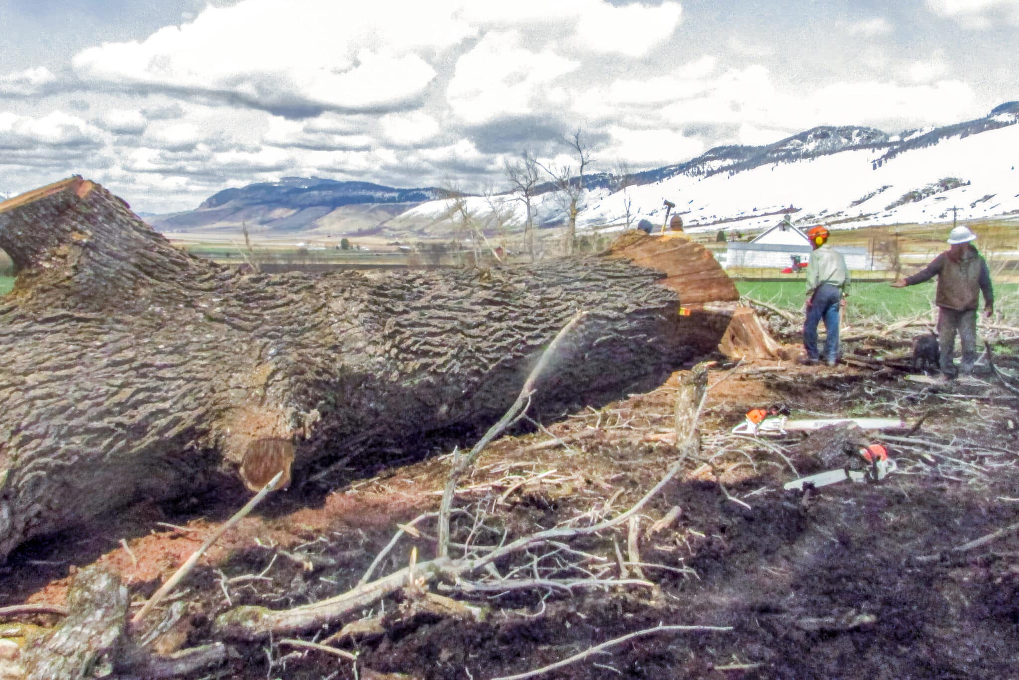 Cove-Giant-Walnut-Live-Edge-Slab-001 Giant walnut tree near Idaho reclaimed for live edge slabs