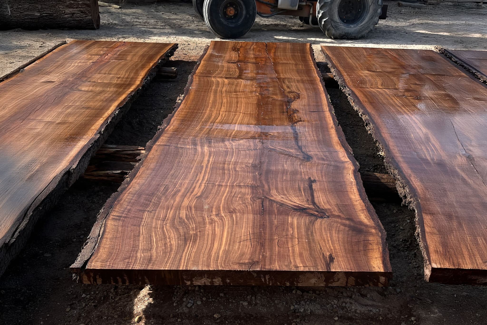 Cove-Giant-Walnut-Live-Edge-Slab-002 Giant walnut tree near Idaho reclaimed for live edge slabs